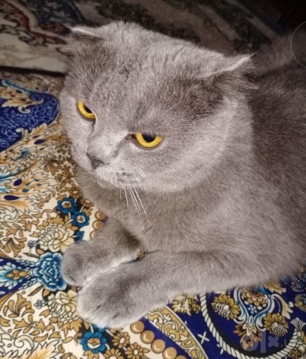 Продаются чистик ровный Кошка Scottish Fold