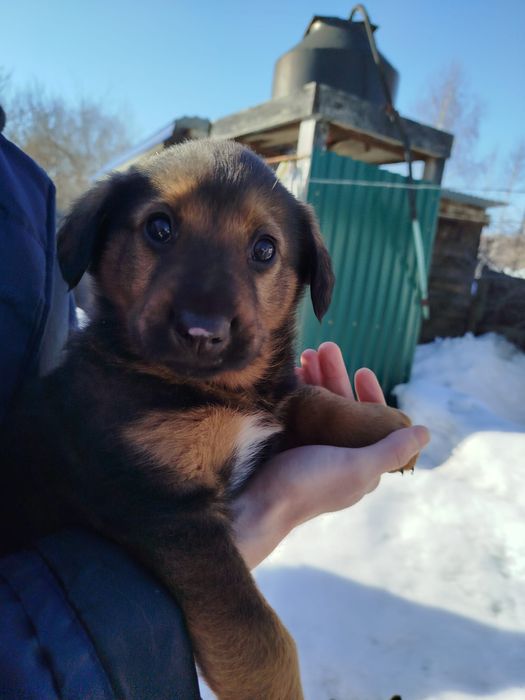 Отдам щенка в хорошие руки