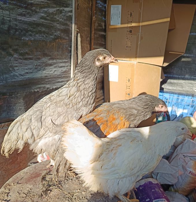 Găini și cocoș austrolorp și brahma