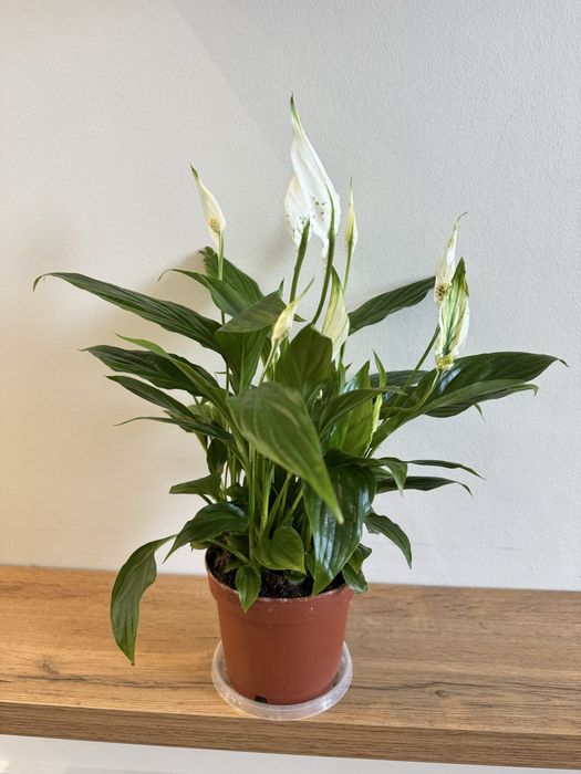 Продам, обменяю спатифиллум