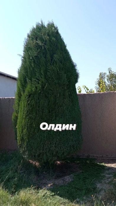 Турли хил арчаларга шакл бериш