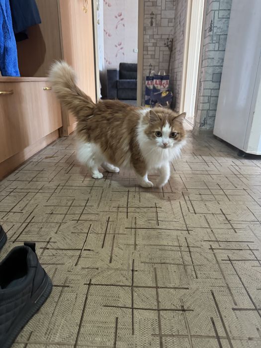 Отдам кота в добрые руки