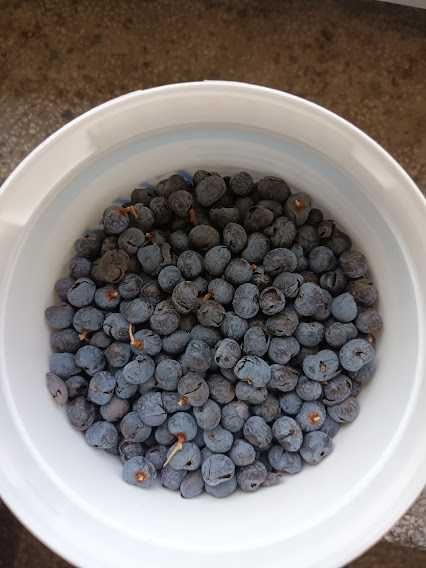 Палма - различни видове и размери палми