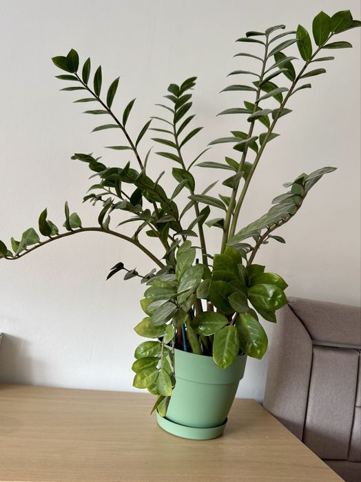 Zz plant Zamioculcas zamiifolia