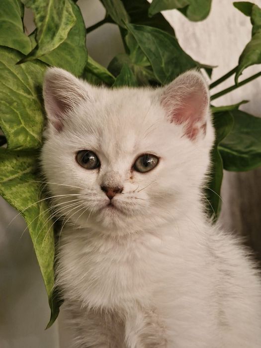 Два шотландских котёнка.