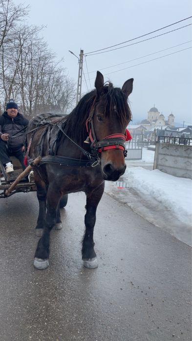 Vand iapa 6 ani.  Garantata la caruta si tractiune