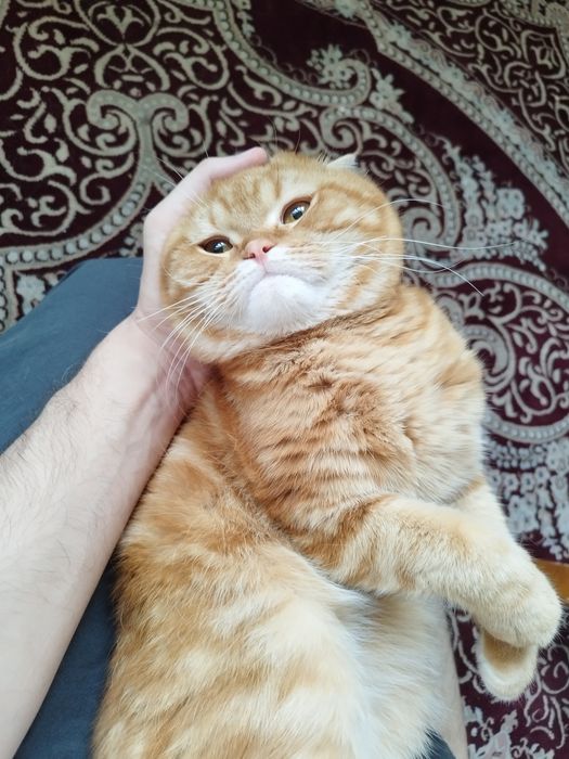 Скотиш страйк породистый