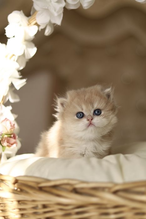 Котята Золотая Шиншилла