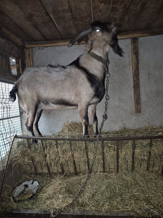 Metis nubian cu alpina,2 ani,pentru  reproducere