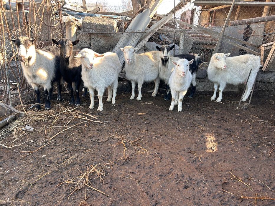 Ешкілер сүттікөп