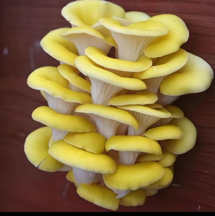 Кузикорин уруги,митсилей эмас таййор дон уруги сотилади.