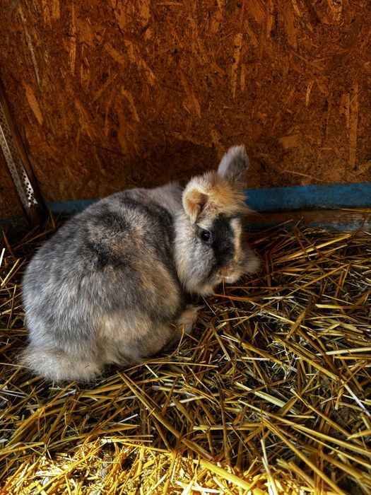 Iepuri de rasa de vanzare