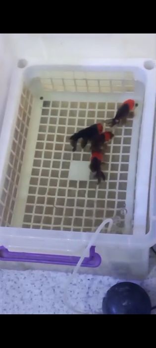 Апачи - красные шапочки