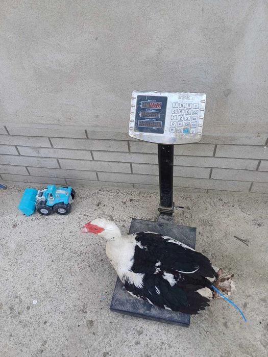 Продаются шипуны (индоутки)