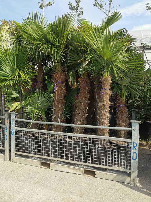 Vând palmier rezistent la frig