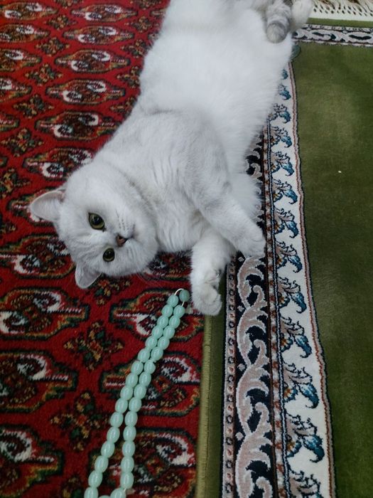 2 та серий мушук ёл ёлли сотилади