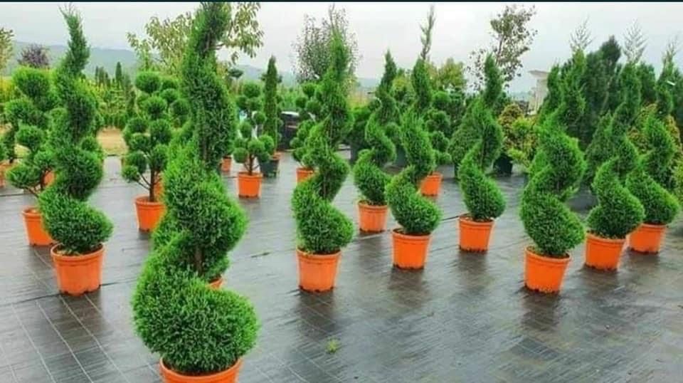 Mestecan alb plante ornamentale de orice specie sibiu