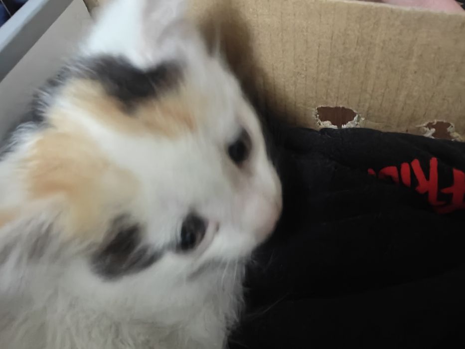 котята милые хорошие