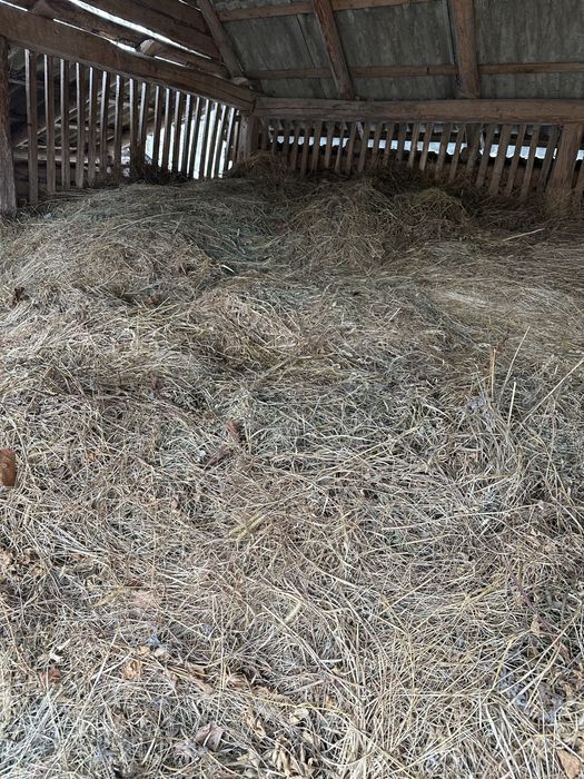 Fan Fân Baloti rotunzi /patrati