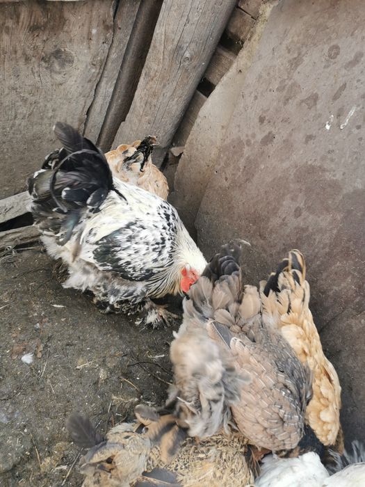 Продам петухов помесь Брама