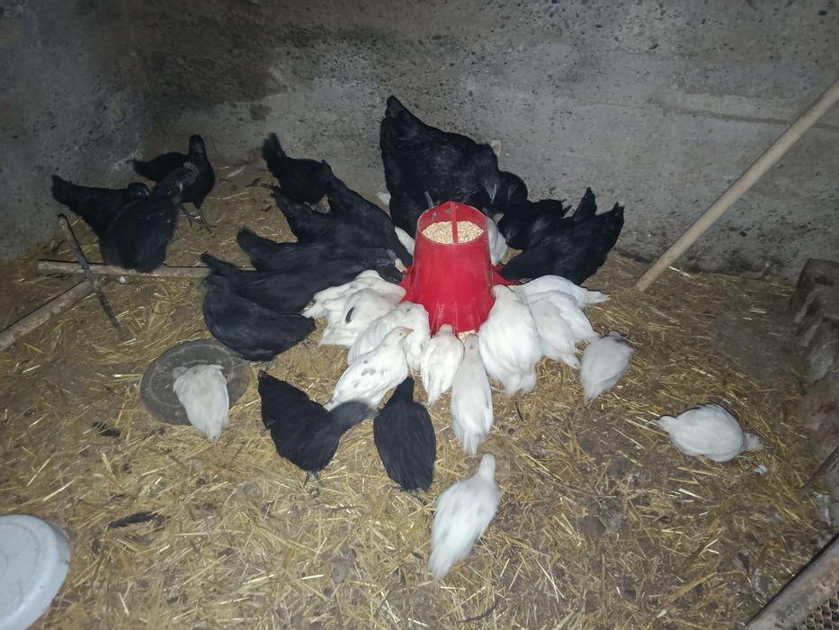 Продам кур оптом