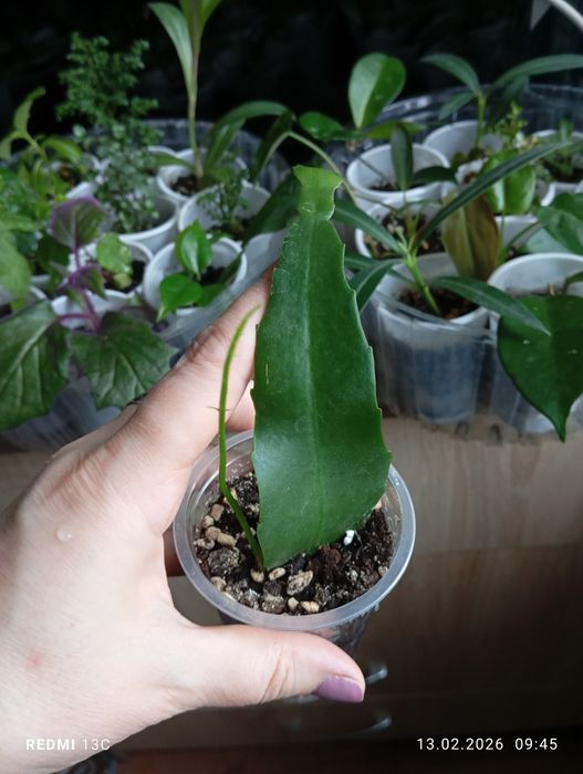 Продам отростки растений укорененые