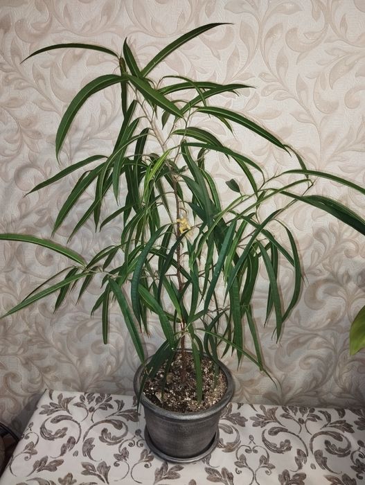 Продам Фикус Али