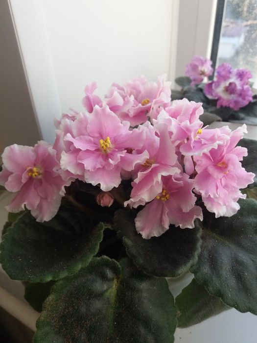 Фиалки сортовые разные