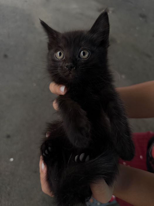 Котята, не породистые