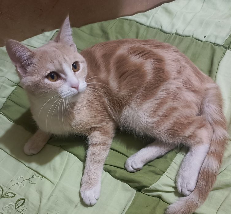 Zotdor mushuk bepulga