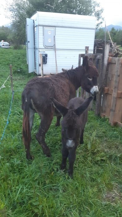 Lapte de măgăriță