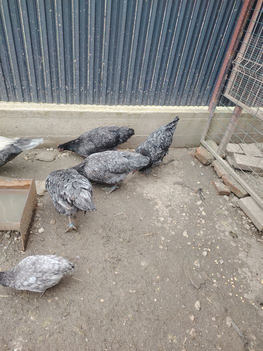Vând famili Australorp negru și albastru. Găini puici
