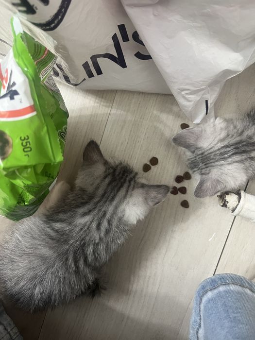 Котятки , мысыктаар