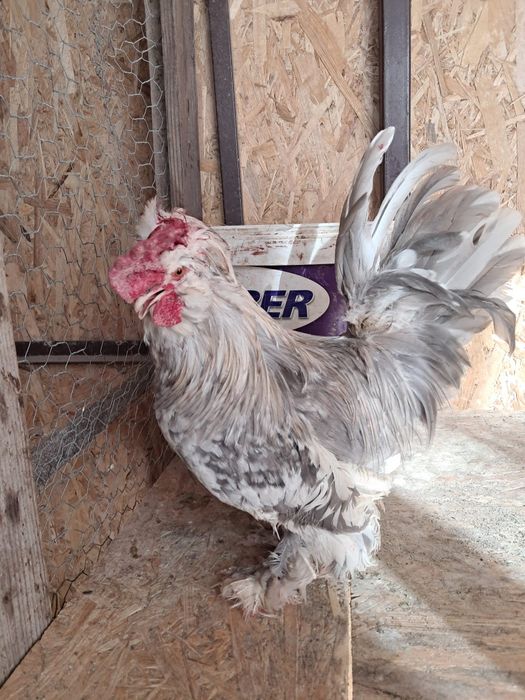 Vând cocoș StrumaBantam în vârstă de un an