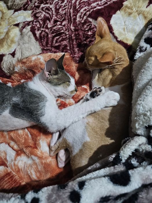 Отдам котов  сфинкс