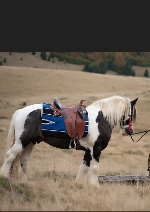 Armasar gypsy vanner pentru reproducere