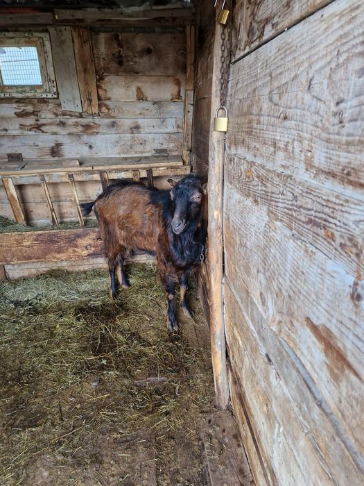 Țap francez de un an jumate