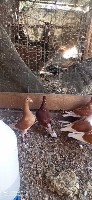 Porumbei de vânzare