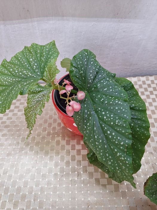 Продам комнатные цветы  бегонии