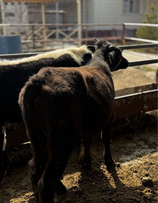 бұқа падсос 8 бас