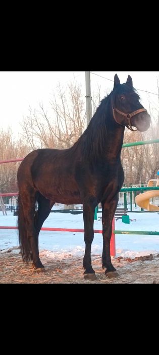 Лошади ,верховые ,упряжеые