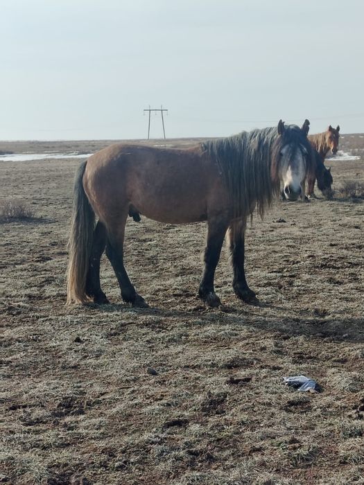 Айғыр сатылады 7 жасар