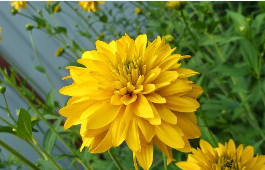 Домашние  цветы.