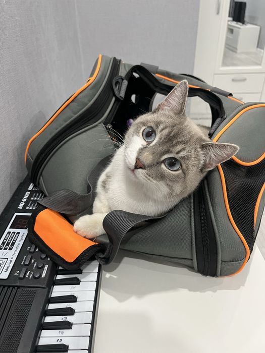 Вязка кошка, кота