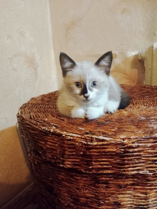 Отдам котят с доставкой