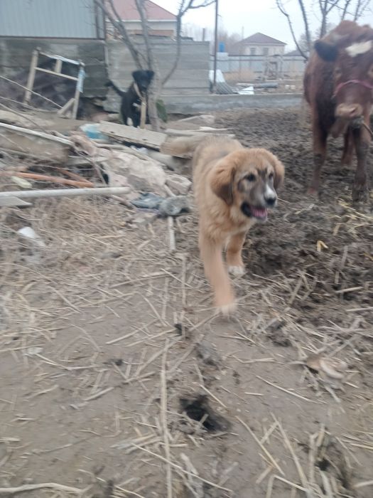 Күшік 5айлық.Ақылды