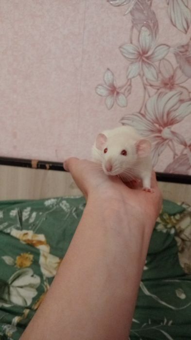 Отдам крысу в добрые руки без клетк