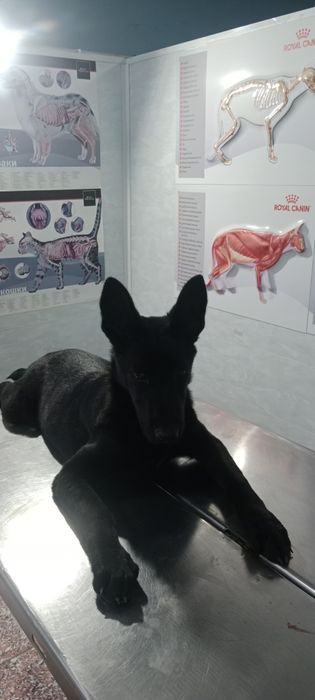 Продам щенка.Белгискую овчарка.