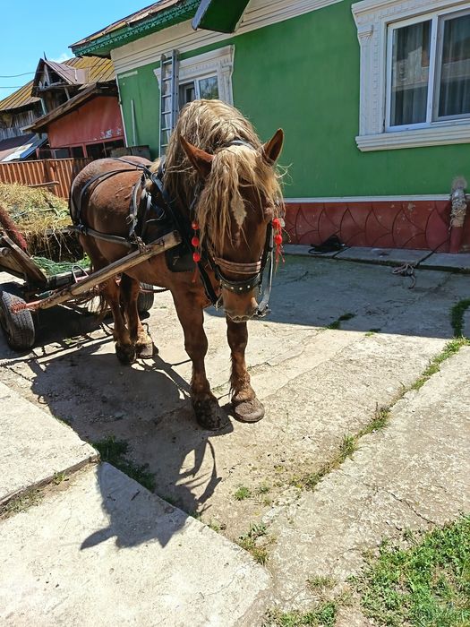 Vând harmasar Linia Fitero