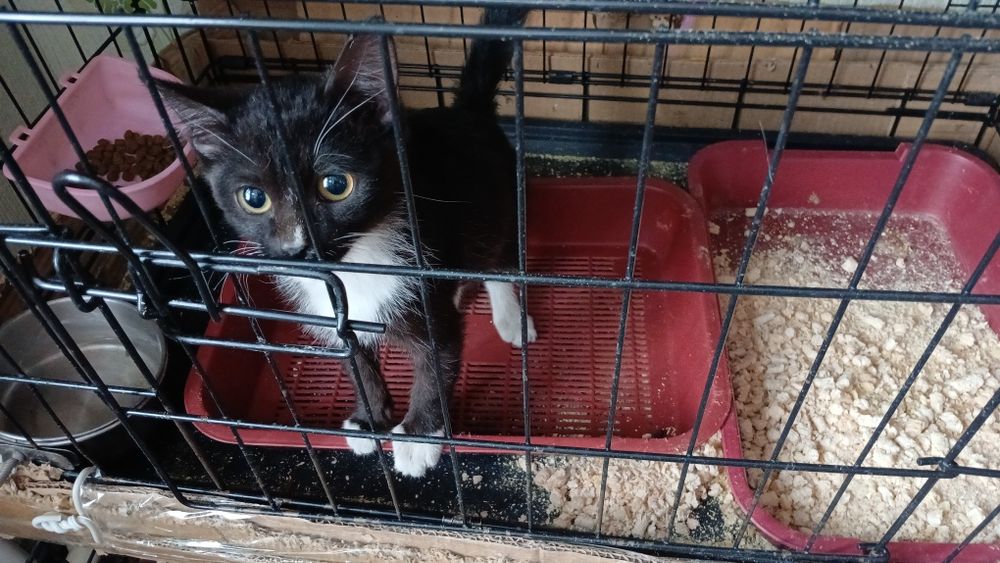 Котёнок мальчик 3,5 месяца